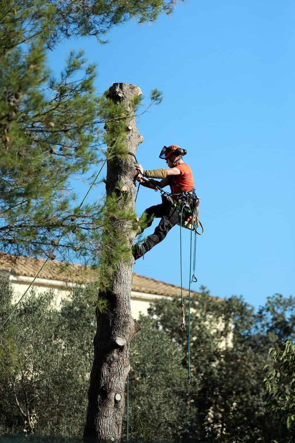 Tree Limbing & Rootball Removal image