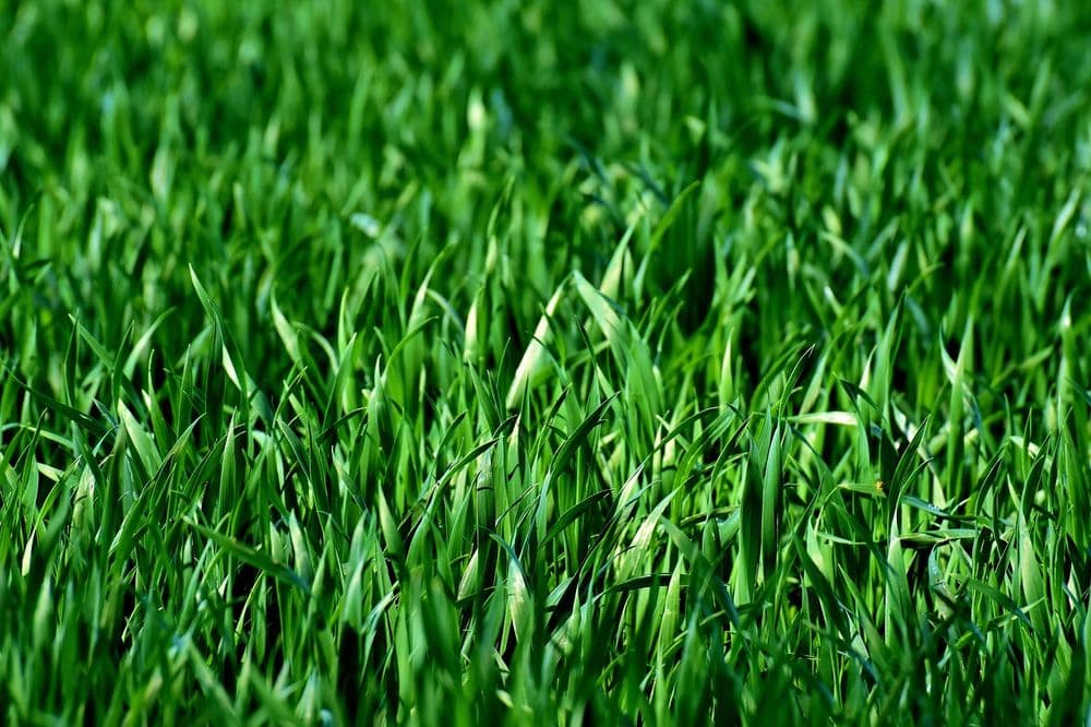 Contact form background